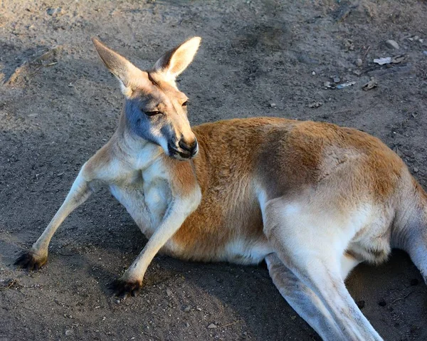 Australisk känguru. Vuxen. Djurpark — Stockfoto