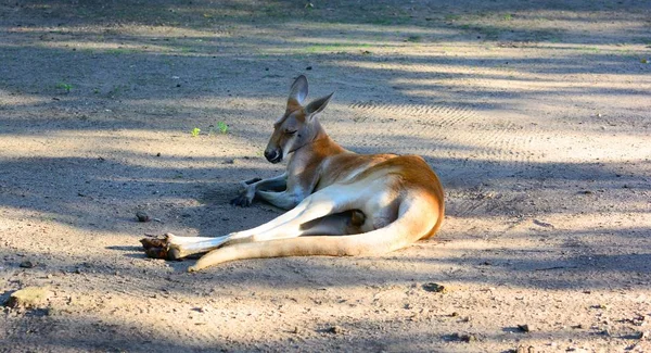 Canguro australiano. Adulto. Zoológico — Foto de Stock