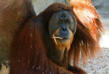 Komik Asya orangutan, Yetişkin portresi