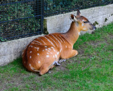Sitatunga, Nakong Antilobu