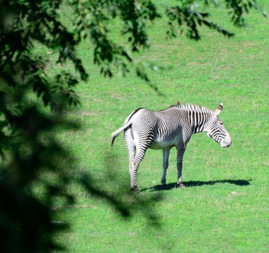 Zebra Afrikalı. Prag Hayvanat Bahçesi
