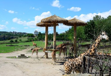 Afrika zhyrafası. Prag hayvanat bahçesinde