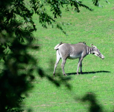 Zebra Afrikalı. Prag Hayvanat Bahçesi