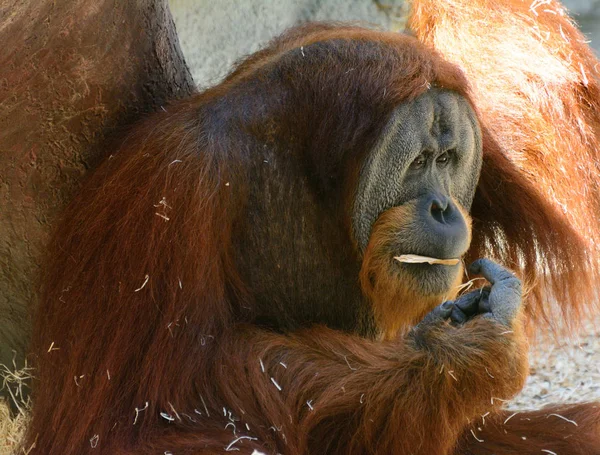 Porträt des lustigen asiatischen Orang-Utans, erwachsen — Stockfoto