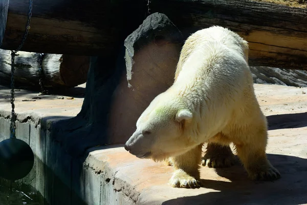 Μεγάλη λευκή αρκούδα — Φωτογραφία Αρχείου