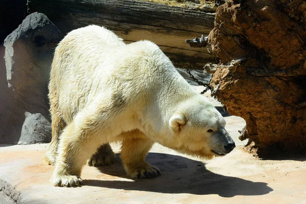 Μεγάλη λευκή αρκούδα — Φωτογραφία Αρχείου