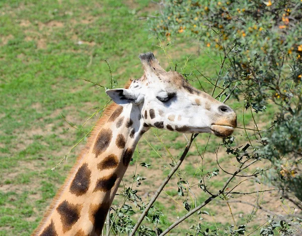 Afrikai zhyrafa. A prágai állatkertben. — Stock Fotó