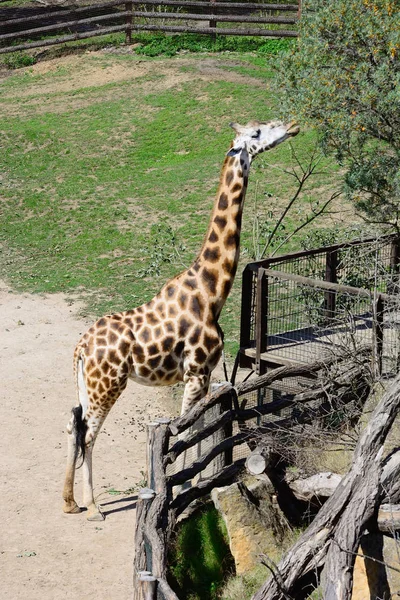 Zhyrafa africană. În grădina zoologică din Praga — Fotografie, imagine de stoc