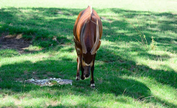 Ciervo bongo en hábitat natural, Tragelaphus eurycerus —  Fotos de Stock