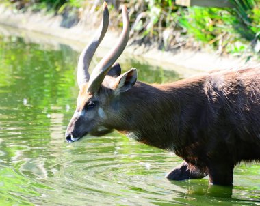 Sitatunga, antilop çıplak erkek