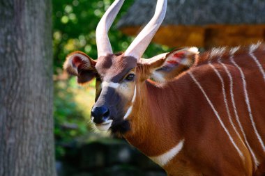 Doğal yaşam alanında bongo geyiği, Tragelaphus eurycerus