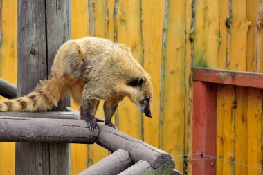 This is Nosuha, which is also known as Coati. clipart