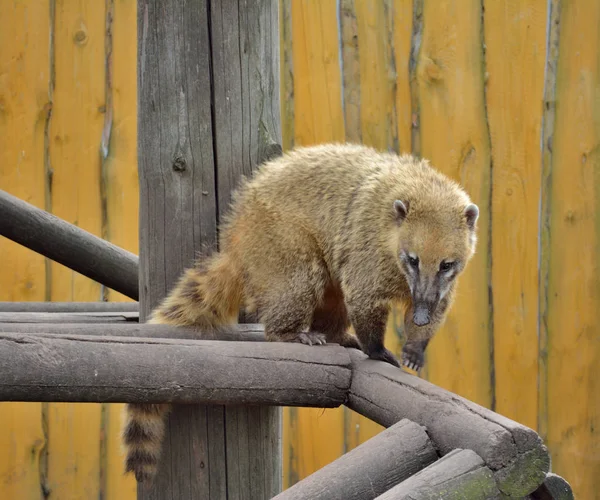 C'est Nosuha, qui est aussi connu sous le nom de Coati . — Photo