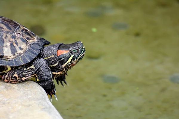 Rödörad sköldpadda akvarium reptil — Stockfoto