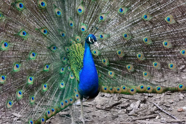 Very beautiful peacock with a fan tail — Stock Photo, Image
