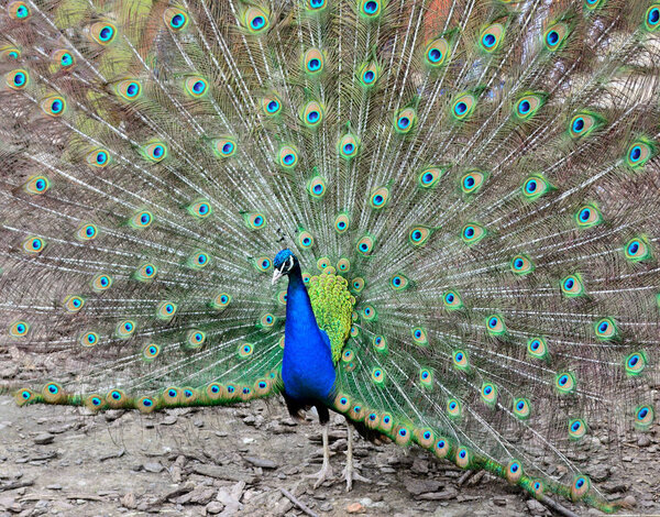 very beautiful peacock with a fan tail