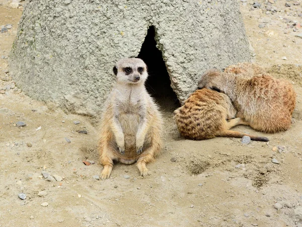 Un groupe de suricates surveille la situation — Photo