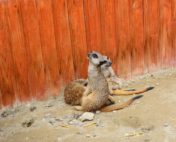 En grupp av meerkats övervakar situationen — Stockfoto