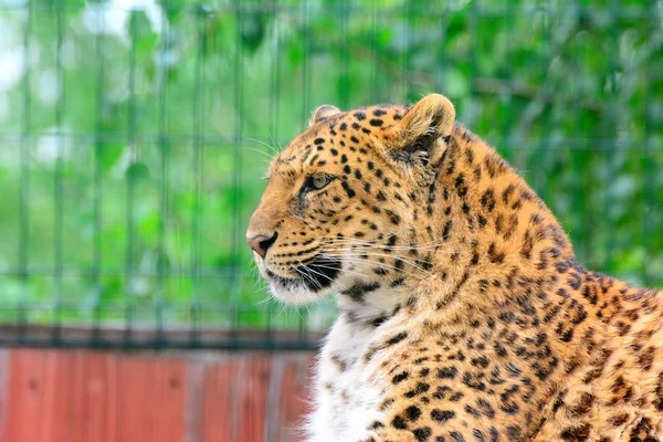 Leopardo amur en peligro de extinción descansando en el hábitat natural. Anís silvestre — Foto de Stock
