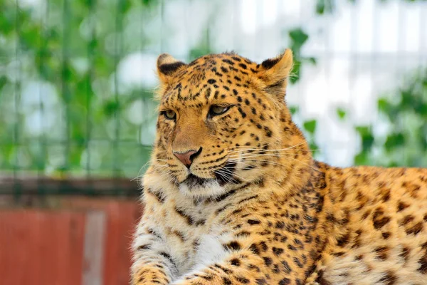 Der bedrohte Amurleopard ruht im natürlichen Lebensraum. wilde Anim — Stockfoto