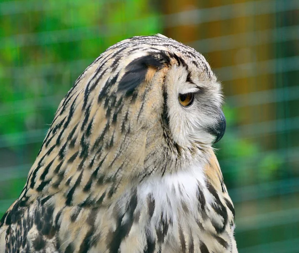 Porträtt av Eurasian Eagle-Owl, Bubo bubo — Stockfoto