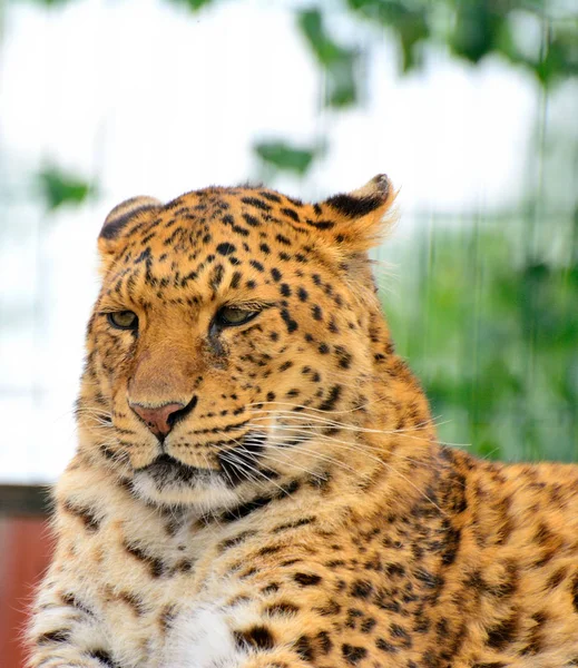 Zagrożony amur leopard spoczywa w środowisku naturalnym. Dzikie zwierzę — Zdjęcie stockowe