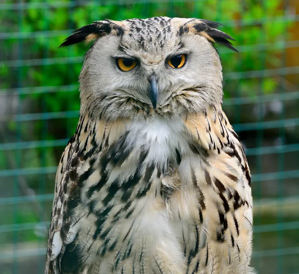 Porträtt av Eurasian Eagle-Owl, Bubo bubo — Stockfoto