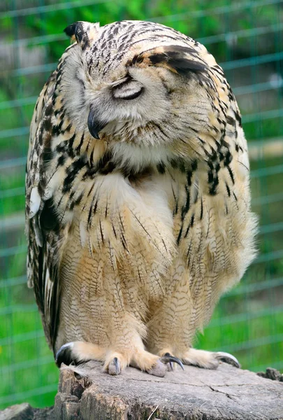 Porträtt av Eurasian Eagle-Owl, Bubo bubo — Stockfoto