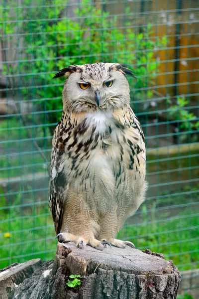 Retrato de Búho águila eurasiática, Bubo bubo — Foto de Stock