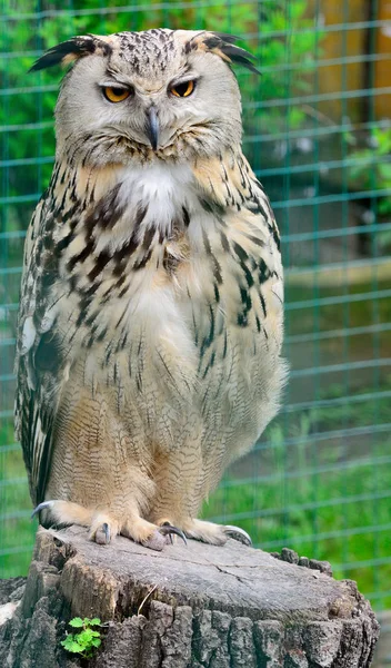 Portrait of Eurasian Eagle-Owl, Bubo bubo — стокове фото