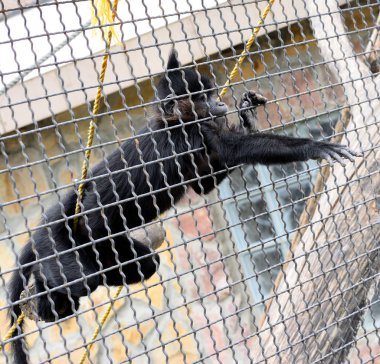 maymun elini uzatır ve yemek ister.