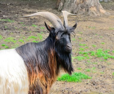 Yürümek için olgun bir dağ keçisi