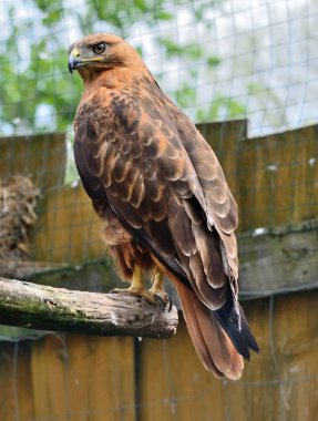 Kaya kartalı (Aquila chrysaetos) portre