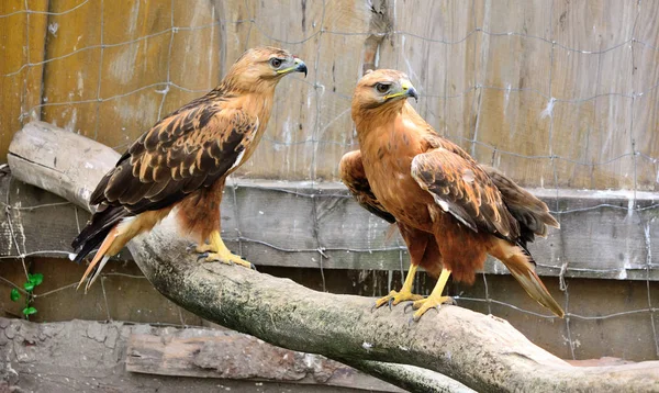 Aquila reale maschio e femmina — Foto Stock