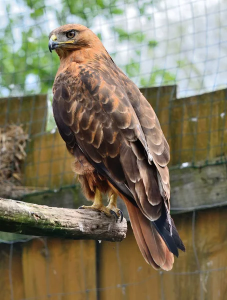 Kaya kartalı (Aquila chrysaetos) portre — Stok fotoğraf