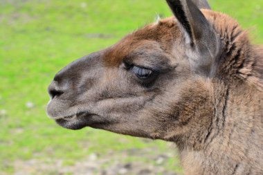 Lama - bir Güney Amerika deve memelisi