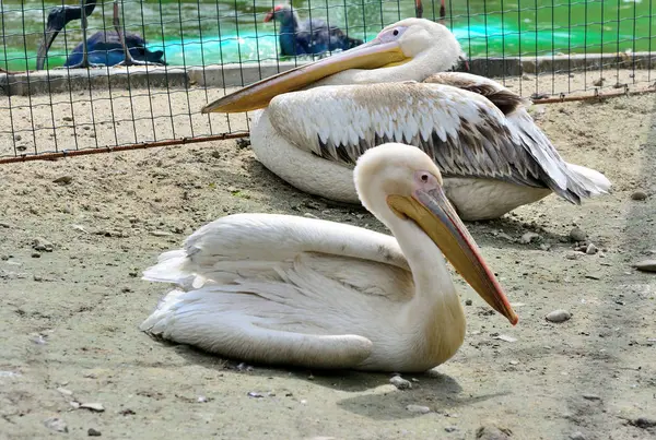 Pelikanlar - bir kuş cinsi, pelik ailesindeki tek tür.