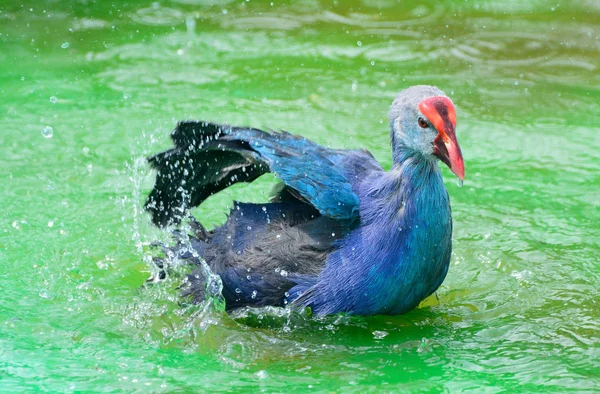 Moorhen et roseaux, flotteurs d'eau ou de marais (Gallinula chloropus — Photo