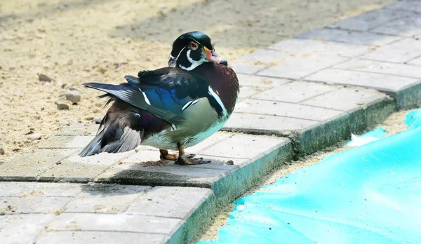 Wood Duck o Carolina Duck (Aix sponsa) es una especie de pato de la familia Aix. — Foto de Stock