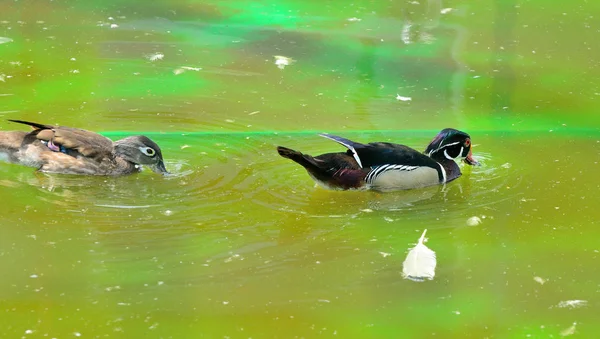 Wood Duck or Carolina Duck (Aix sponsa) is a species of duck fou