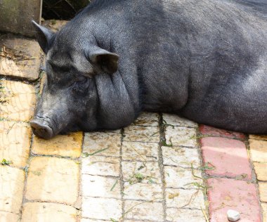 Vietnamlı yaban domuzu. (Sus scrofa domesticus) Adult domuz