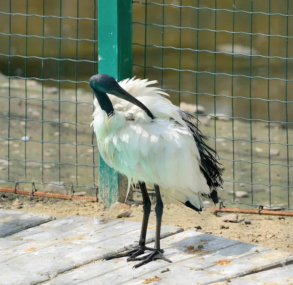 Saint ibis (Threskiornis aethiopicus) ). — Photo