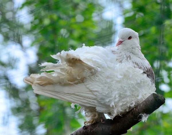 White peacock dove fluffed tail — Stock Photo, Image