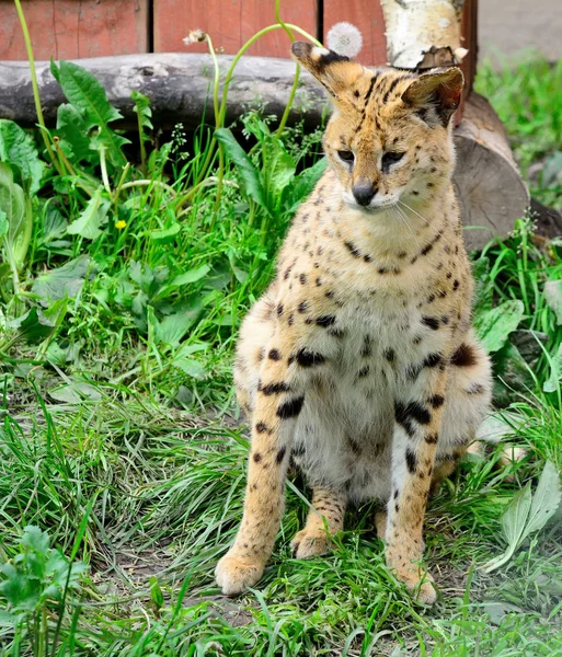 Gato leopardo asiático (Felis bengalensis ). — Foto de Stock