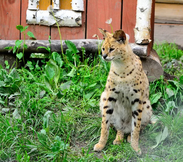 Gato leopardo asiático (Felis bengalensis ). — Foto de Stock