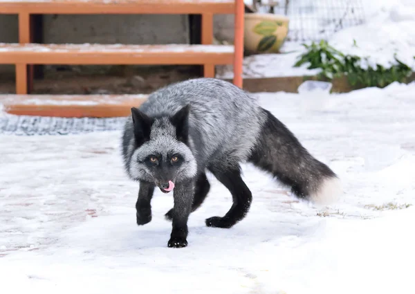 Zorro negro en un hermoso color en invierno — Foto de Stock