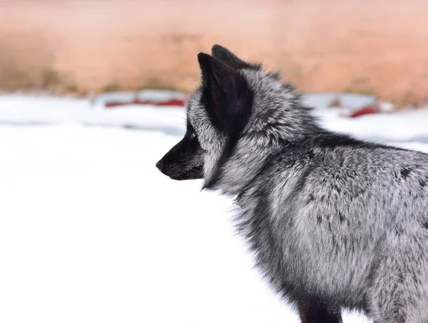 Schwarzfuchs in einer schönen Farbe im Winter — Stockfoto