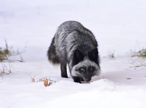 Μαύρη αλεπού ψάχνει για τροφή — Φωτογραφία Αρχείου