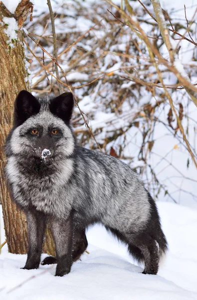 Zorro negro en un hermoso color en invierno — Foto de Stock