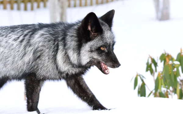 Μαύρη αλεπού σε ένα όμορφο χρώμα το χειμώνα — Φωτογραφία Αρχείου